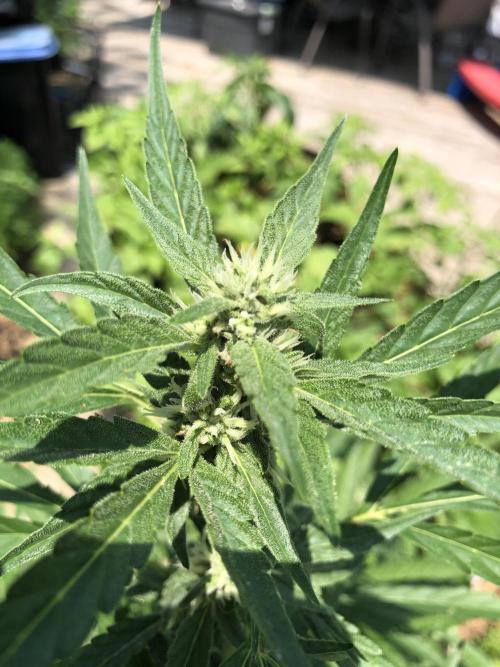 Pine Auto Outdoor Spring 26'. Week 6