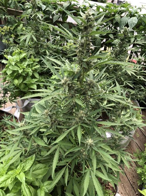 Pine Auto Outdoor Spring 26'. Week 6