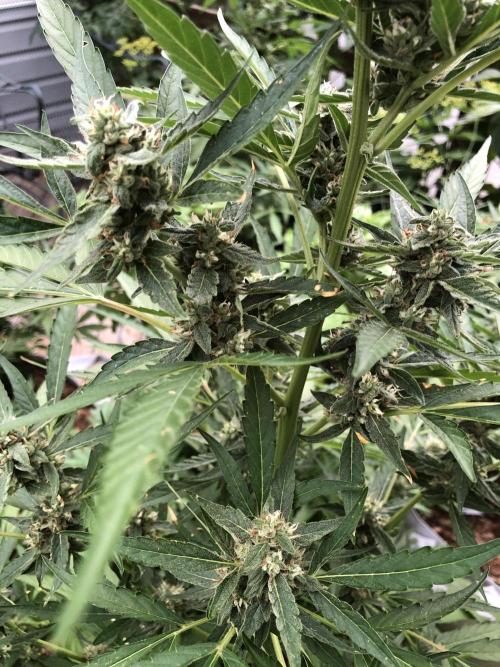 Pine Auto Outdoor Spring 26'. Week 6