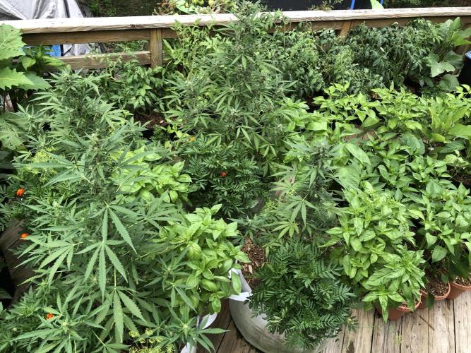 Pine Auto Outdoor Spring 26'. Week 6