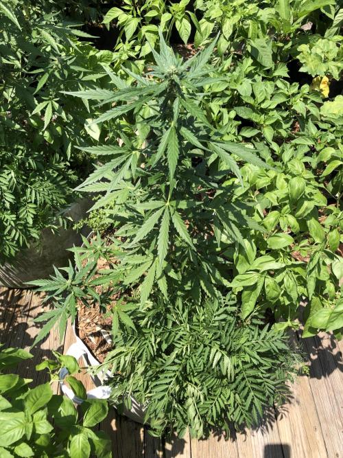 Big Jack Auto Outdoor Spring 26'. Week 6