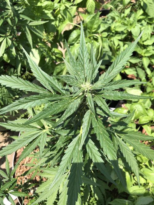 Big Jack Auto Outdoor Spring 26'. Week 6