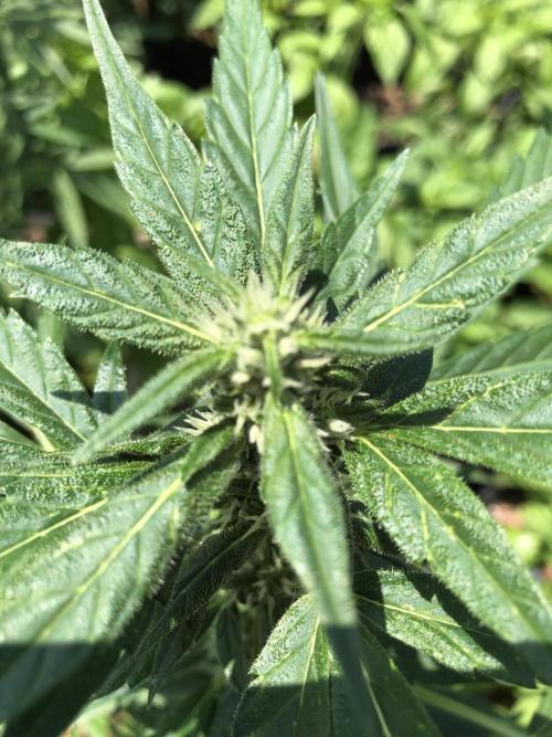 Big Jack Auto Outdoor Spring 26'. Week 6