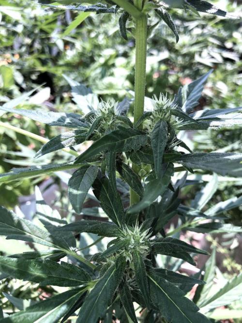 Big Jack Auto Outdoor Spring 26'. Week 6