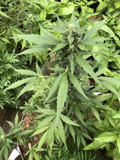 Big Jack Auto Outdoor Spring 26'. Week 6