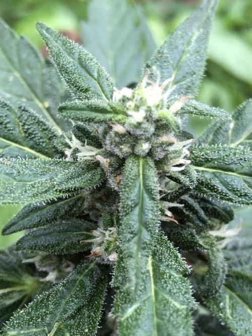 Big Jack Auto Outdoor Spring 26'. Week 6