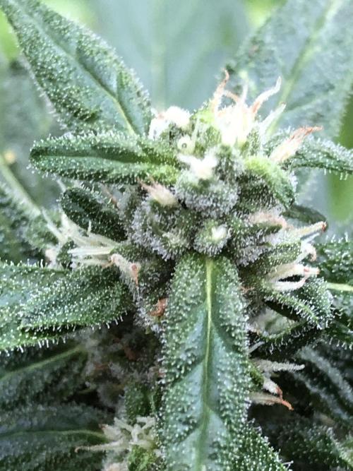 Big Jack Auto Outdoor Spring 26'. Week 6