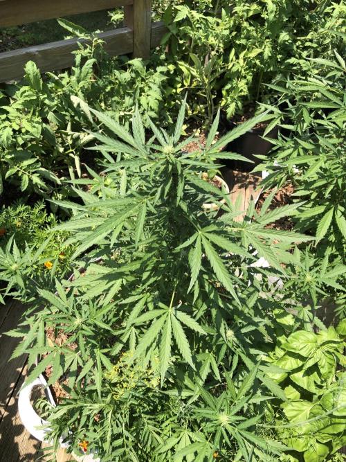 Maui Wowie Auto Outdoor Spring 26'. Week 6