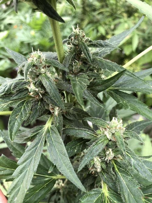 Big Jack Auto Outdoor Spring 26'. Week 6