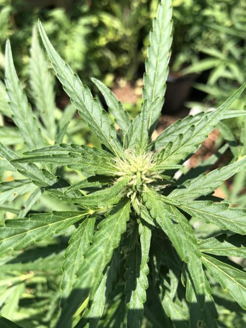 Maui Wowie Auto Outdoor Spring 26'. Week 6