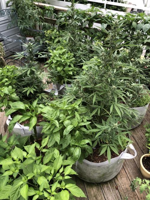 Big Jack Auto Outdoor Spring 26'. Week 6