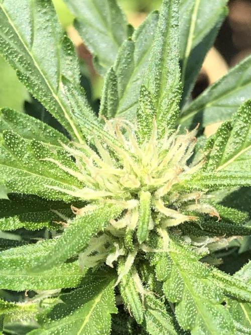 Maui Wowie Auto Outdoor Spring 26'. Week 6