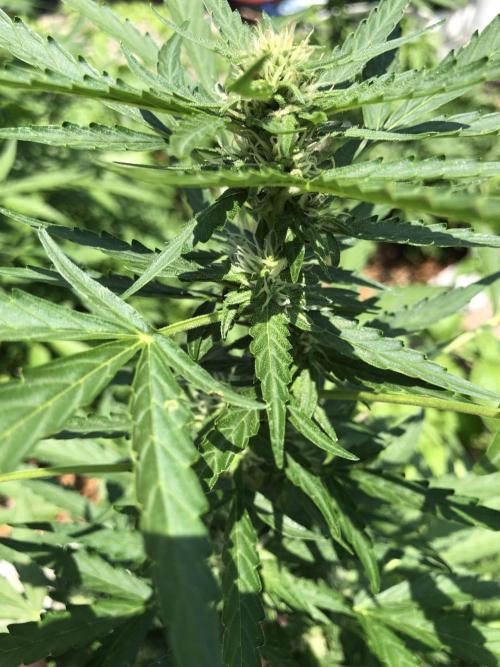 Maui Wowie Auto Outdoor Spring 26'. Week 6