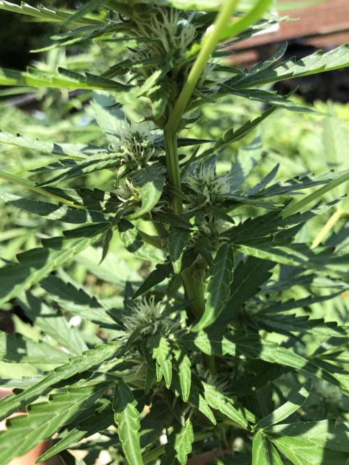 Maui Wowie Auto Outdoor Spring 26'. Week 6