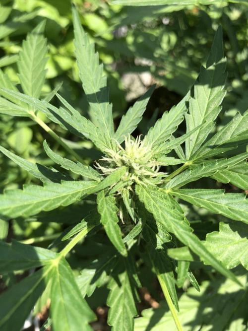 Maui Wowie Auto Outdoor Spring 26'. Week 6