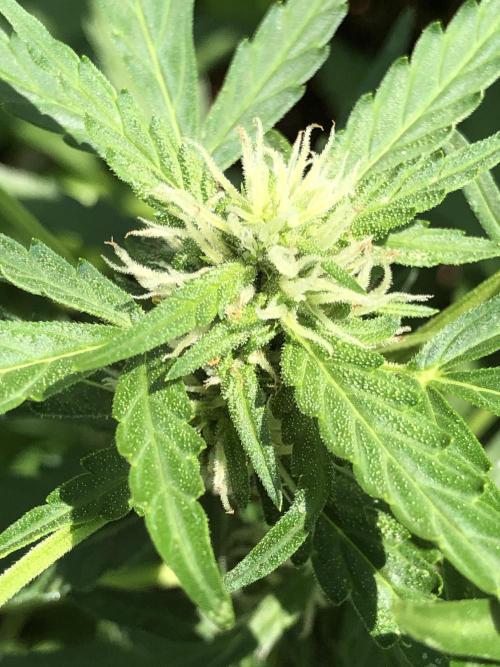 Maui Wowie Auto Outdoor Spring 26'. Week 6
