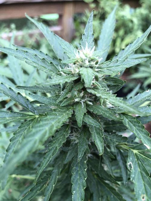 Maui Wowie Auto Outdoor Spring 26'. Week 6