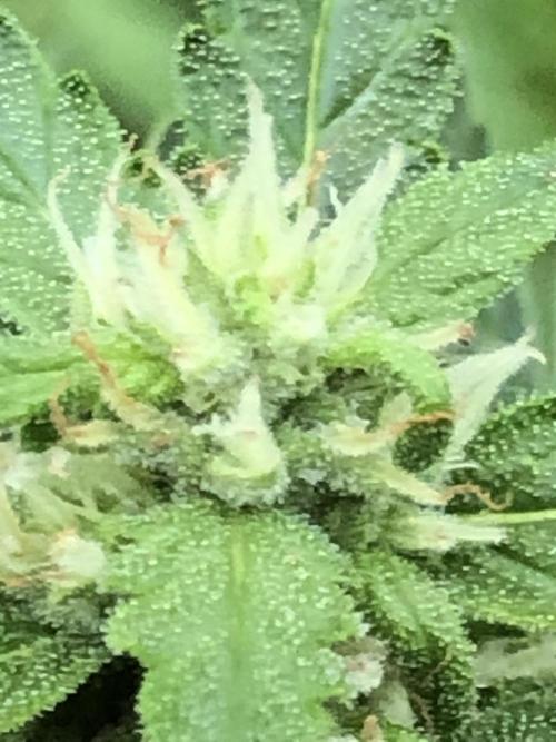 Maui Wowie Auto Outdoor Spring 26'. Week 6