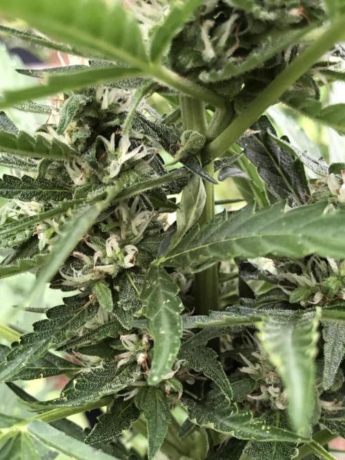 Maui Wowie Auto Outdoor Spring 26'. Week 6