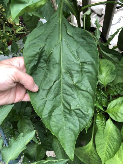 Maui Wowie Auto Outdoor Spring 26'. Week 6 - pepper leaf =o