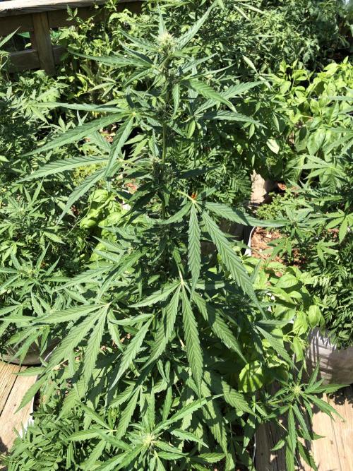 OG Kush Auto Outdoor Spring 26". Week 6