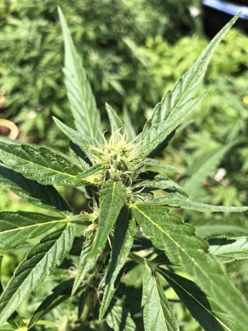 OG Kush Auto Outdoor Spring 26". Week 6
