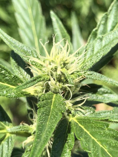 OG Kush Auto Outdoor Spring 26". Week 6