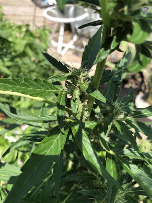 OG Kush Auto Outdoor Spring 26". Week 6