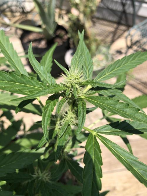 OG Kush Auto Outdoor Spring 26". Week 6