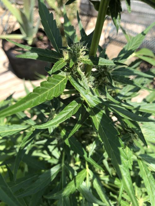 OG Kush Auto Outdoor Spring 26". Week 6