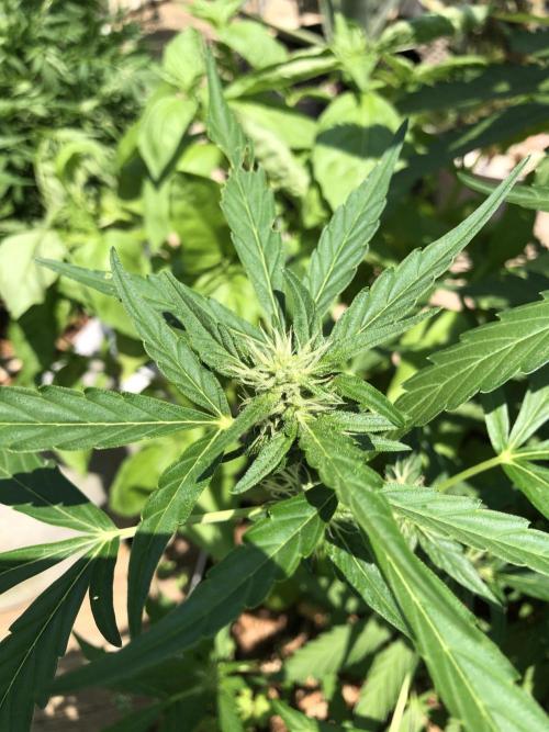 OG Kush Auto Outdoor Spring 26". Week 6