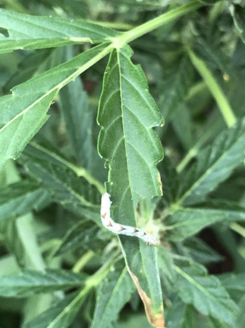 OG Kush Auto Outdoor Spring 26". Week 6
