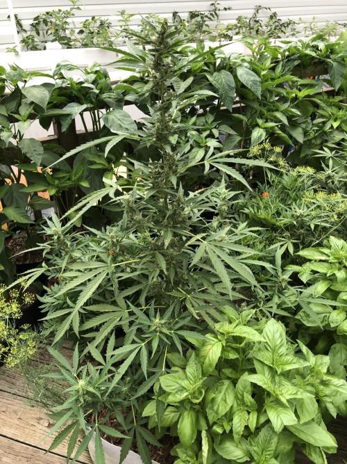 OG Kush Auto Outdoor Spring 26". Week 6