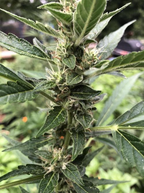 OG Kush Auto Outdoor Spring 26". Week 6