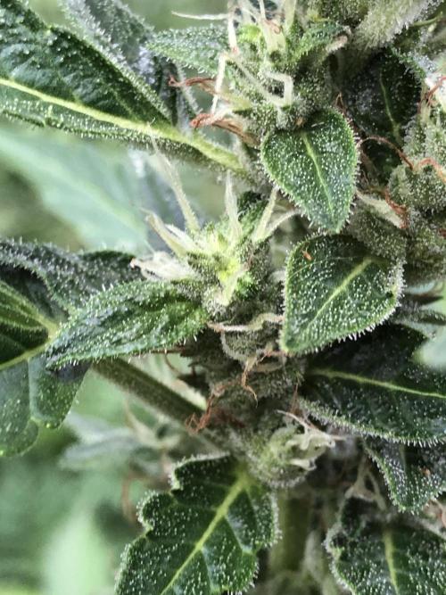 OG Kush Auto Outdoor Spring 26". Week 6