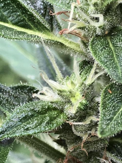 OG Kush Auto Outdoor Spring 26". Week 6