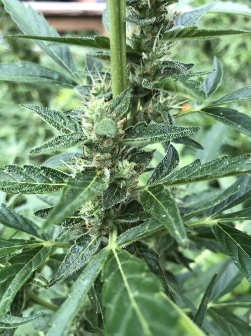OG Kush Auto Outdoor Spring 26". Week 6