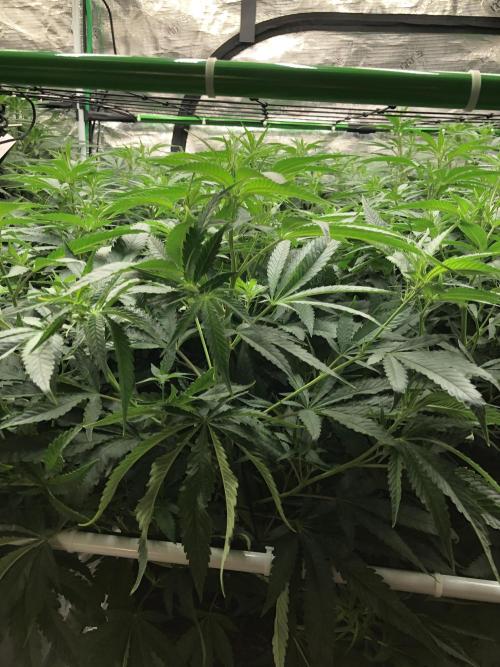 Critical Purple Kush Seedsman Indoor. Week 12