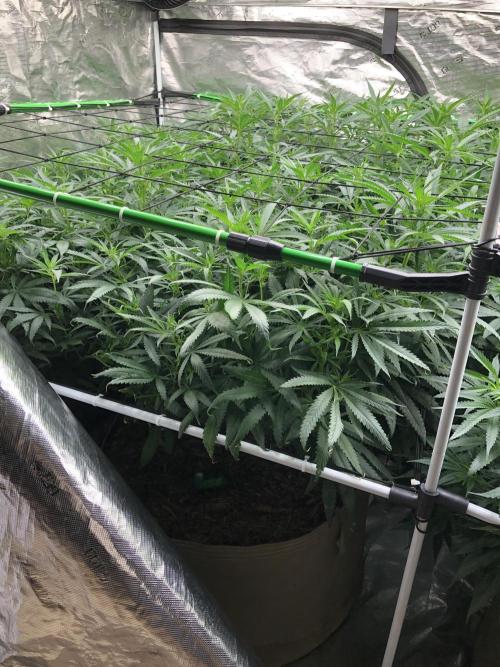 Critical Purple Kush Seedsman Indoor. Week 12