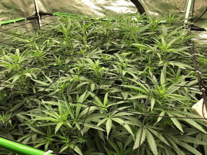 Critical Purple Kush Seedsman Indoor. Week 12