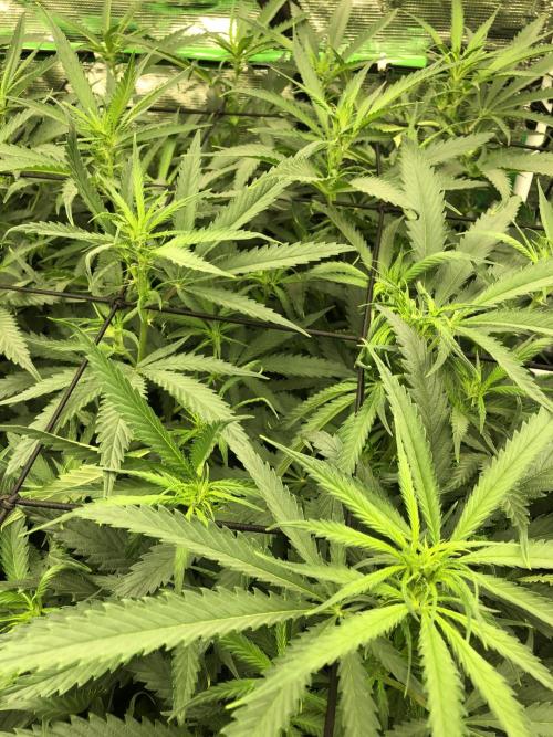 Critical Purple Kush Seedsman Indoor. Week 12