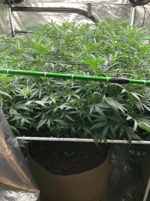 Critical Purple Kush Seedsman Indoor. Week 12
