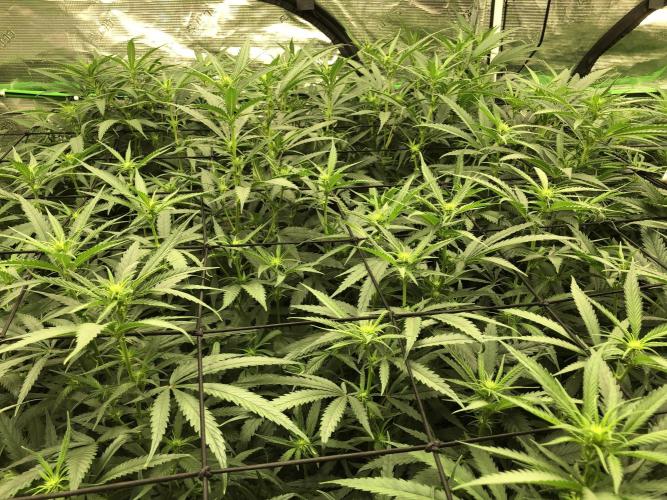Critical Purple Kush Seedsman Indoor. Week 12