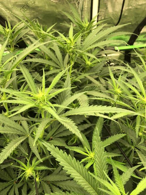 Critical Purple Kush Seedsman Indoor. Week 12