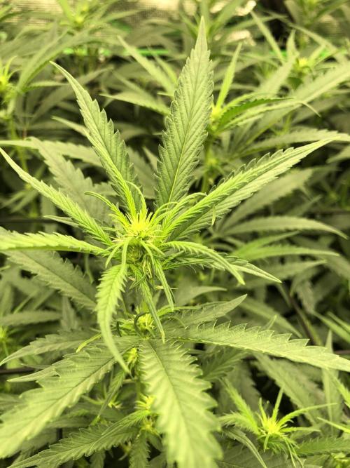 Critical Purple Kush Seedsman Indoor. Week 12