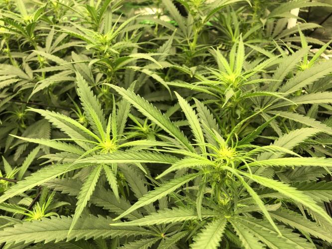 Critical Purple Kush Seedsman Indoor. Week 12
