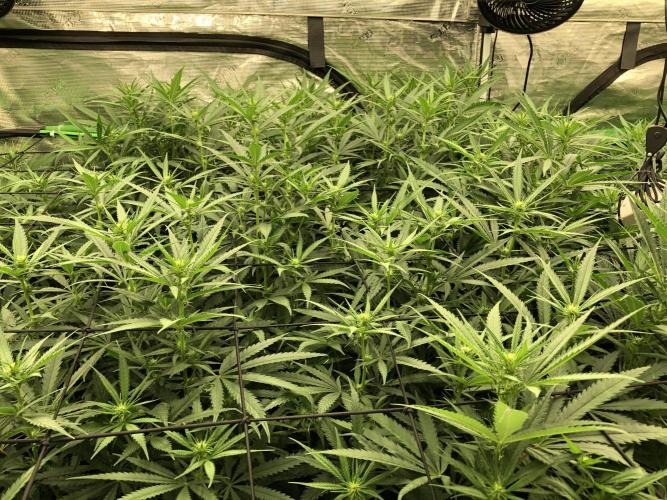 Critical Purple Kush Seedsman Indoor. Week 12