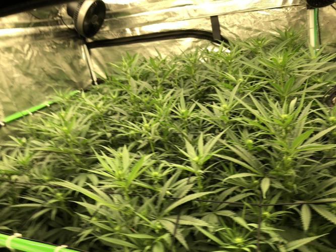 Critical Purple Kush Seedsman Indoor. Week 12