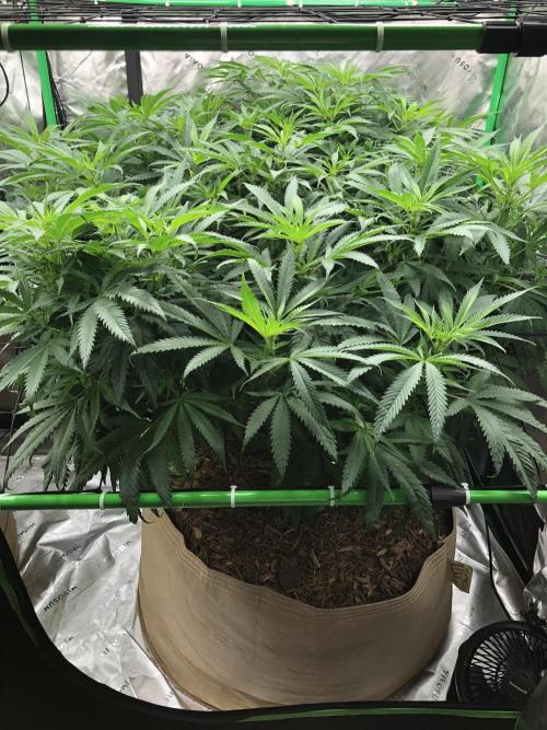 Colombian Jack Kannabia Indoor Spring 26. Week 12