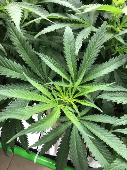 Colombian Jack Kannabia Indoor Spring 26. Week 12